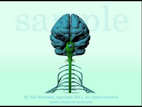 Craniosacral Rhythmic Motion of Skull, Brain and Spinal Cord by Tad Wanveer.