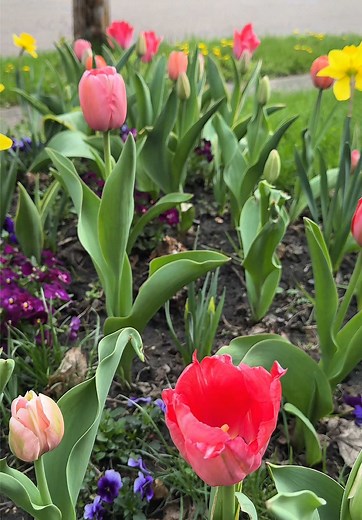 Tulip & Daffodil Update: Beautiful Blooms & Planting Tips Coming Soon!