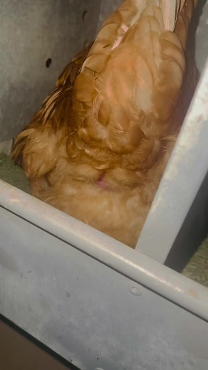 What is your favorite posture breed? 🥚 #happychickenshappyeggs Hy-Line Brown one of the most laying hens on the farm #hylinebrown #eggs #chickens #coop #hens #poultry #farm #fyp #rooster #gallinasponedoras #freerange #chickensoftiktok #chickencoop #fypシ゚viral