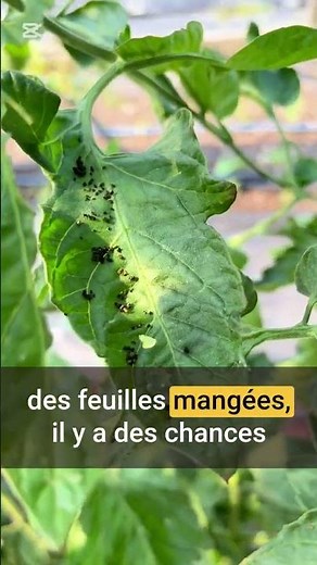 Comment combattre le sphinx de la tomate 🐛🍅