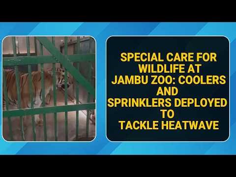 Special care for wildlife at Jambu Zoo: Coolers and sprinklers deployed to tackle heatwave