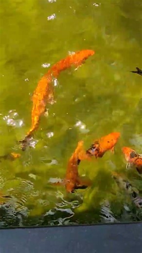 Happy Golden Fish|#aquarium #gold #fish #fishing #love #viralvideo #shorts