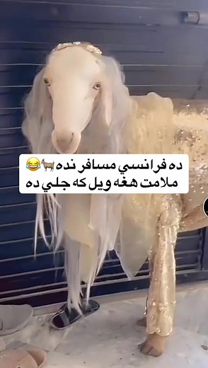 Afghan Man Arrested in France for Animal Cruelty