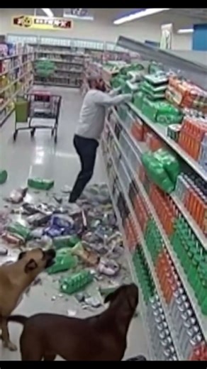 dogs that detect earthquakes