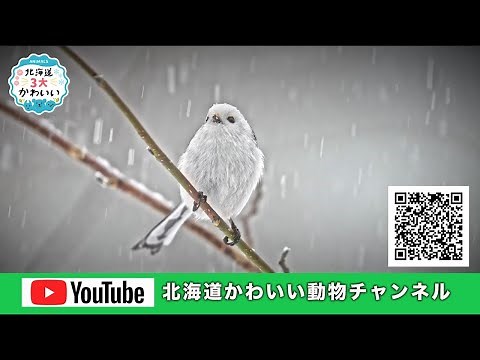 「北海道かわいい動物チャンネル」がグランドオープン！【#4K】