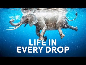 Discover Nature's Most Endangered Ecosystems