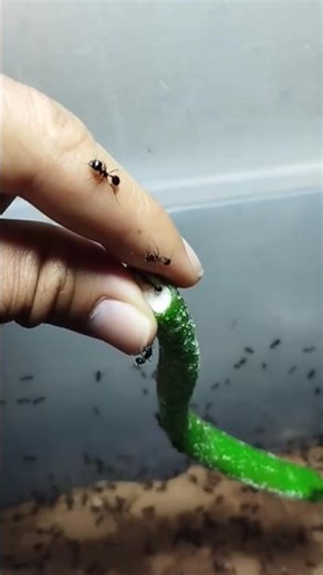 Ants #predatoryants #predator #insects #ants #antkeeping #animals #crockroach