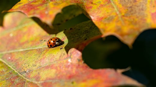 Fall color map: A leaf-peeper’s guide to the best foliage road trips in California