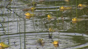 File:Pelophylax esculentus - 2014-05-21.webm - Wikimedia Commons