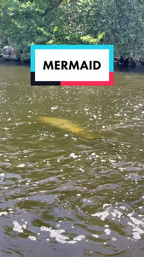 Urban Florida Fishing on TikTok