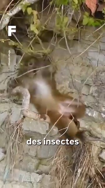 21K views · 191 reactions | La Martre Jaune d'Inde est une prédatrice inégallée ! #science | Futura - Inspirons l'avenir | Facebook