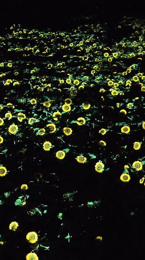 TikTokでteamLab / チームラボさんをチェック！