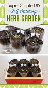 Super Simple DIY Self Watering Herb Garden