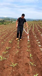 👉 https://temu.to/k/eizb435q7qu This tool is a manual fertilizer applicator or hand-pushed fertilizer spreader. It is designed to apply granular fertilizer directly to the base of plants with precision, reducing waste and ensuring even distribution. This kind of tool is commonly used in row-crop farming to make fertilization more efficient and less labor-intensive. Would you like recommendations on where to find one? | Free Flow