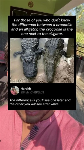 The Crocodile vs Alligator Difference Is Terrifying
