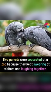 265K views · 14K reactions | Five parrots | Colors Of Nature | Facebook