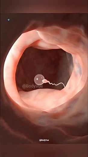 How Life Begins: The Science of Human Fertilization 3D Animation #fertilization #anatomy #shortvideo