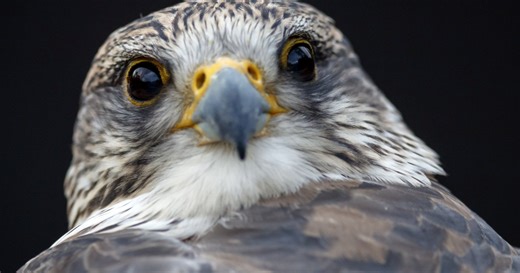 Ez a kerecsensólyom dicsőséges megmenekülésének éve volt - Startlap