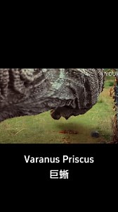 710K views · 8.2K reactions | The man summoned the monitor lizard... #巨蜥 #VaranusPriscus #优酷电影 #youkumovie | Youku Movie | Facebook