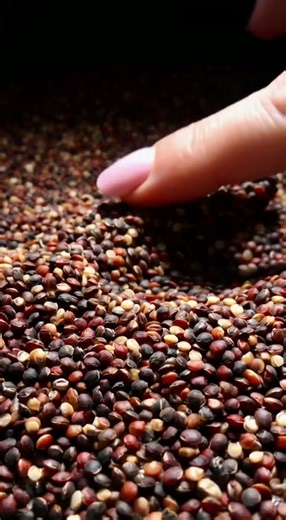 CRUNCHY Tri-Color Quinoa 🥣 | Deep Granular ASMR Sounds