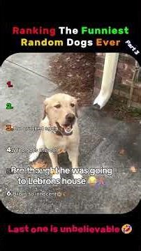 Ranking The🐕 Funniest Random Dogs🐶 Ever #fadas