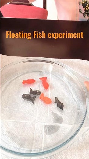 Floating Fish Experiment /Easy science experiments / fun experiments for kids kidseasylearning