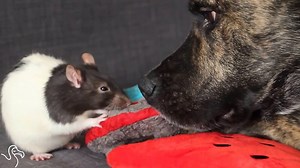 4.6M views · 81K shares | This rescue dog loves his rats  | The Dodo | Facebook