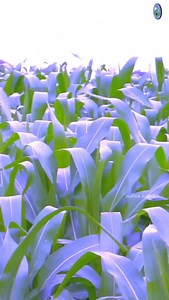 share this video 🌾🌾 . . . . #informationtechnology #foryou #likeforshoutout #villager #farmarlifestyle❤️ #kisan #indian #telangana #malkajonna #explorepage✨ #devunuribabu | Devunuri Babu