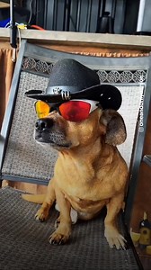 347K views · 20K reactions | Nate shows off Minion's (IG: @oneandonlyminion) tricks and training as both live the wild life of homesteading ? | BuzzFeed Animals | Facebook