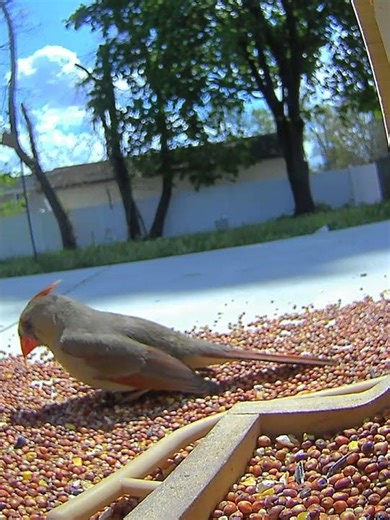 Most Beautiful Bird in Your Backyard #shorts #birds #wildlife