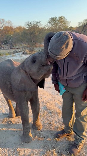 It's all about love and trust. Watching our baby Joy give handler AK trunk kisses is a beautiful moment that shows the deep bond they share. 🐘 Watch until the end! This kind of affection is how these elephants connect with each other, too! We are so grateful for your support, which allows us to provide a safe home where baby elephants can thrive. 🙌 Your support makes this possible. Join us at www.elephanthavens.org | Elephant Havens Wildlife Foundation