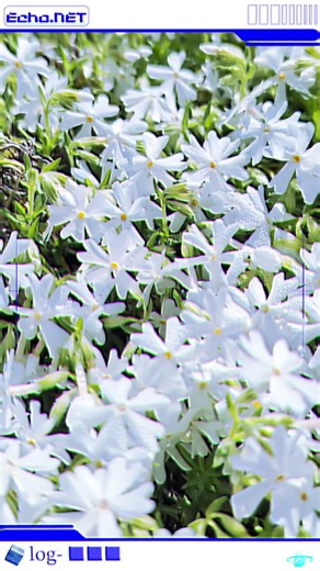 【EMR-LOG-146】「しろいはなのかおり」