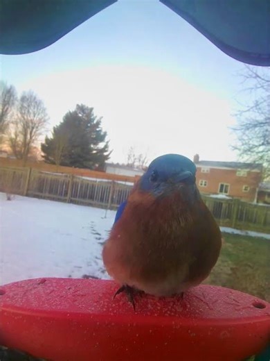 Anyone have bluebirds visit their feeders? I have never known them to eat sunflower seeds #ohio