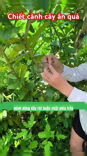 Mẹo chiết cành cây ăn quả tỉ lệ sống 100% | Mẹo trồng cây