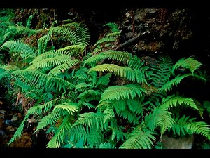 The debate on the origin of ferns and flowering plants - UNAM Global