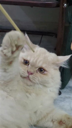 Little cutie 😻💖 #cat #kitten