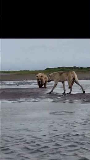 OMG Biggest Wolf Ever Recorded!!! #wolf #bear #wildlife #yellowstone #nature #animals #wild