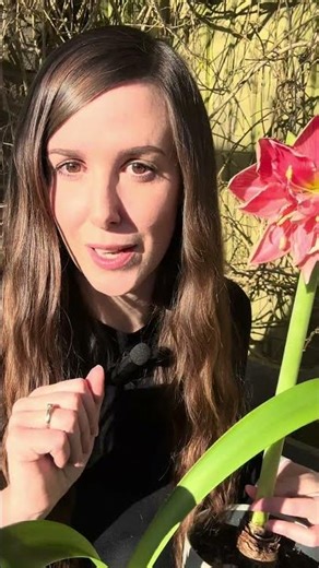 Amaryllis Flowering Patterns Explained - Hybrids vs Species