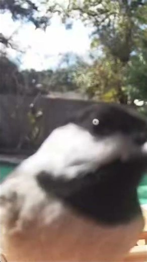 The Sound Only Chickadees Make #wildlife #birds