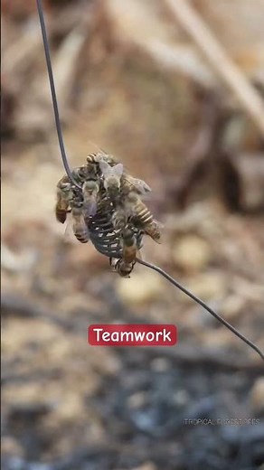 EX 7: Team Work Matters