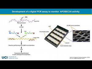 A digital PCR-based protocol to detect and quantify RNA editing events at hotspots