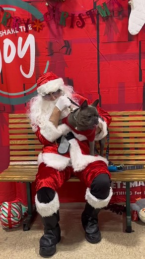 😂😂😂 #frenchie #frenchbulldog #santa #dog #fyp #funny