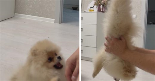 Dog turns into gymnast when picked up
