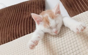 修猫咪 睡到头都朝下了