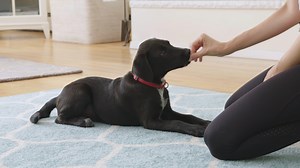 There are a couple of training techniques to teach your puppy to lie down on command. Learn more: https://bit.ly/340ARef | The Spruce Pets