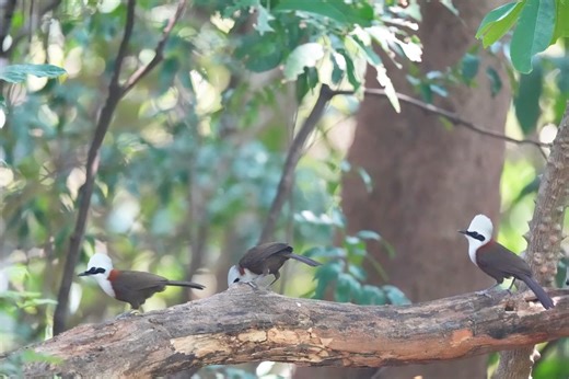 White-crested Laughingthrush (白冠噪鹛,Garrulax leucolophus), in Yunnan province. Stunningly white peaked crest, combined with a thin dark mask and russet-brown body, makes it an otherworldly beauty. ❤牛魔王西行漫记 ❤❤❤ #Wildlife #birds #travel #Nature #Peace #China #beauty #beautiful #love | Lin hillside