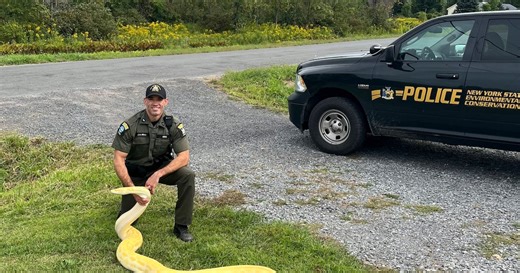 New York authorities confiscate 13-foot Burmese python