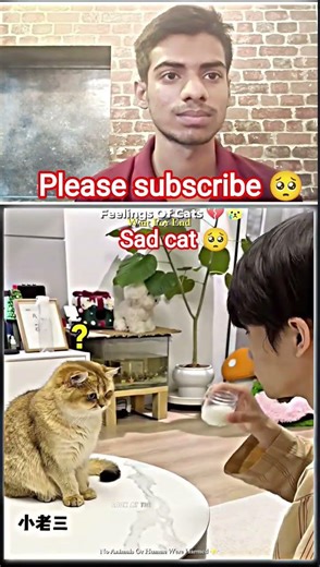 Feelings Of Cats || #emotional #cat#shorts #shortvideo #ytshorts #petlovers#trending #catvideos