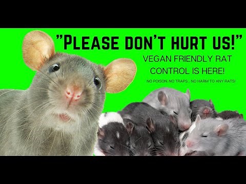 How to GET RID OF RATS without HARM!!! DO THIS - Vegan Pest Control