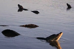 Alligators caught on camera during mating ritual